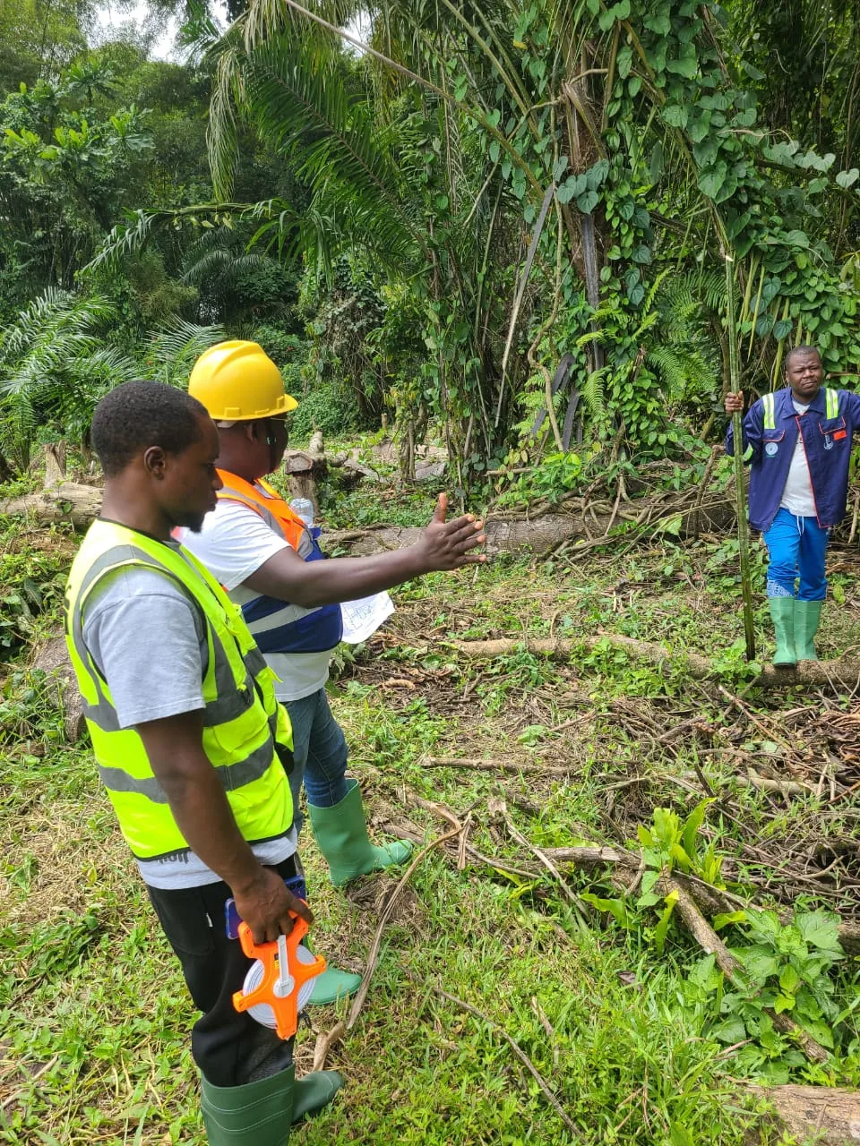 Felling of trees and mapping of land into building plots in newly created quarter by Ewanghi construction company.